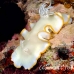 nudibranch_elegant_mid_h_0705_png1385.jpg